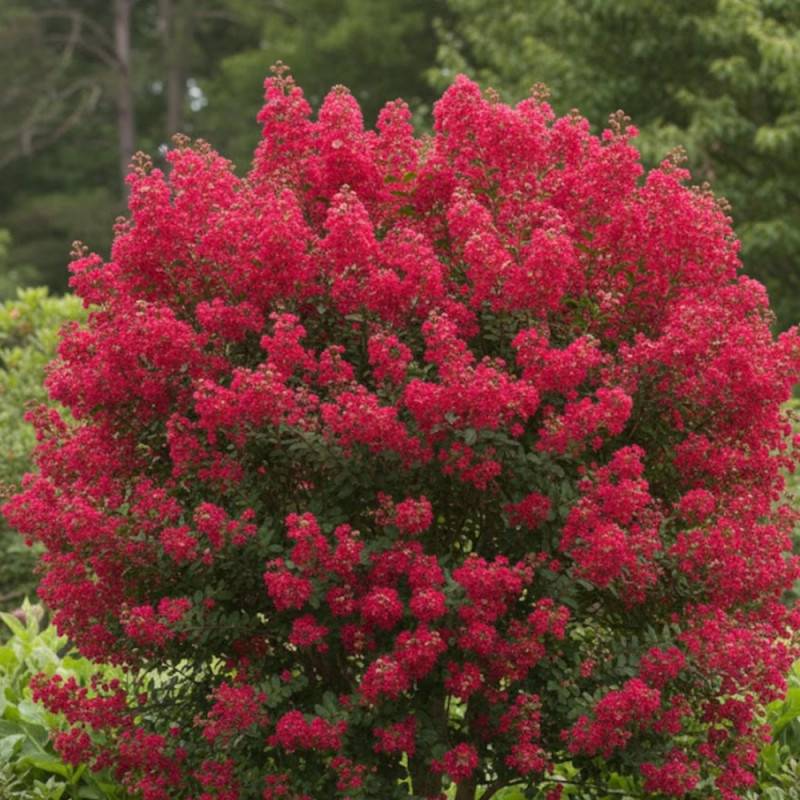 Lilas des Indes Périgord Pourpre, Lagerstroemia à fleurs Rouge/ - feuillage Caduc - Pot de 7,5L - 60/80 cm - Image 4