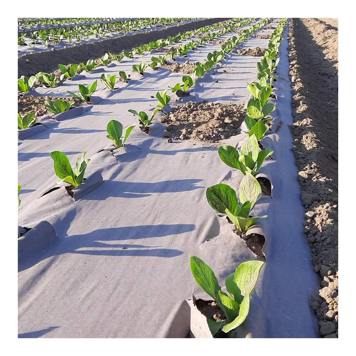 Toile de paillage Agricole 0.4 x 100m Autodégradable 2en1 Engrais et Anti mauvaises herbes 100% Cellulose - Image 9