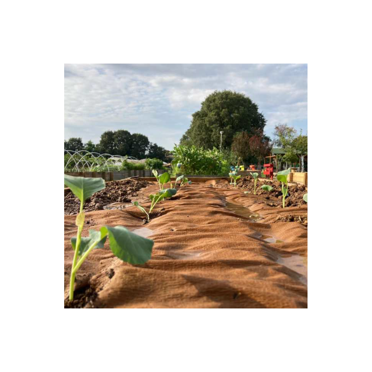 Toile de paillage Agricole 0.4 x 100m Autodégradable 2en1 Engrais et Anti mauvaises herbes 100% Cellulose - Image 3