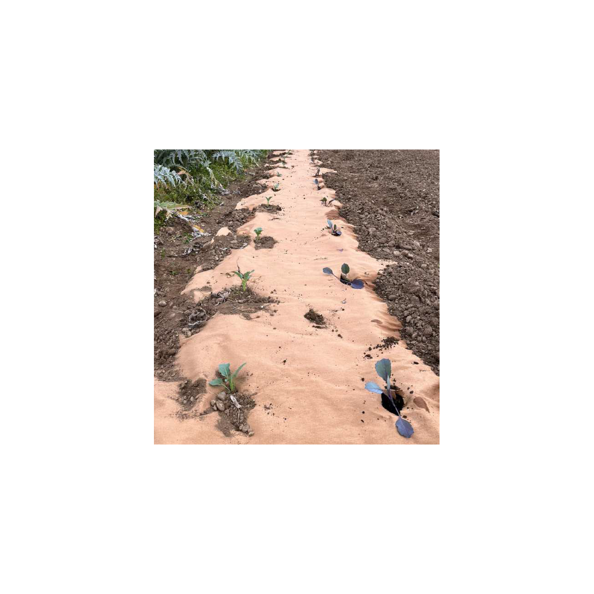Toile de paillage Agricole 0.4 x 100m Autodégradable 2en1 Engrais et Anti mauvaises herbes 100% Cellulose - Image 4