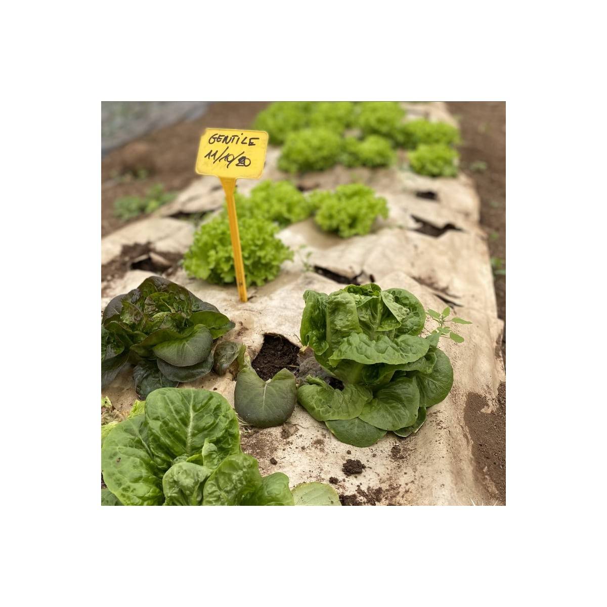 Toile de paillage Agricole 0.4 x 100m Autodégradable 2en1 Engrais et Anti mauvaises herbes 100% Cellulose - Image 5
