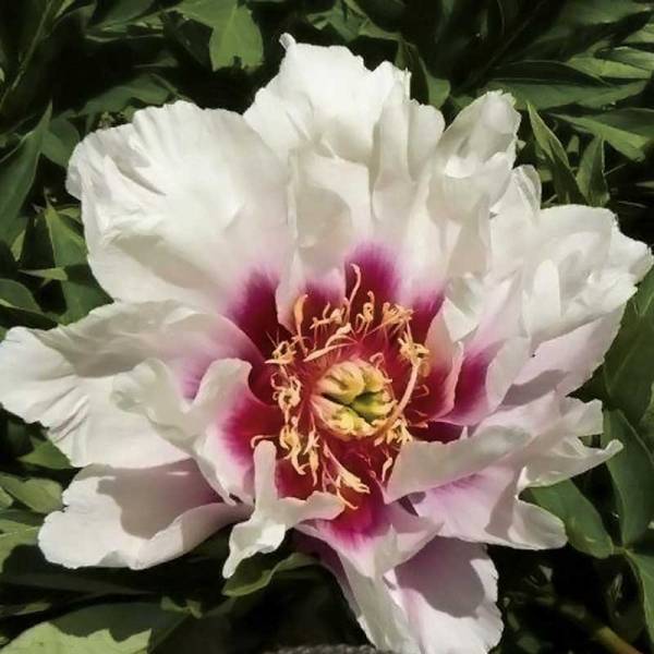Promesse de Fleurs - Pivoine Itoh Cora Louise Pot de 3L/4L