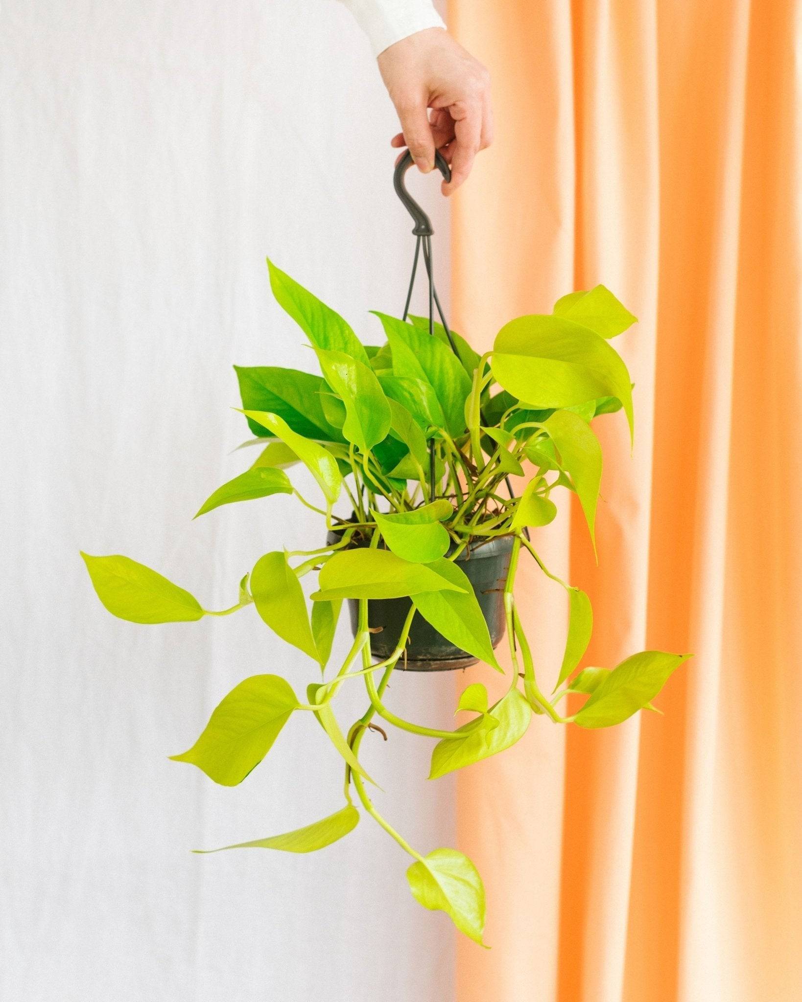 La Green Touch - Pothos Neon Gold 25cm - Plante d'intérieur- La Green Touch - Image 1