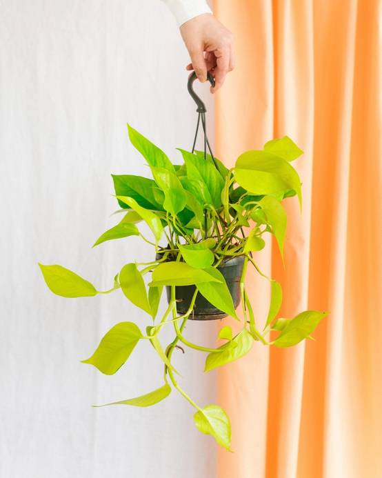 La Green Touch - Pothos Neon Gold 25cm - Plante d'intérieur- La Green Touch - Image 2