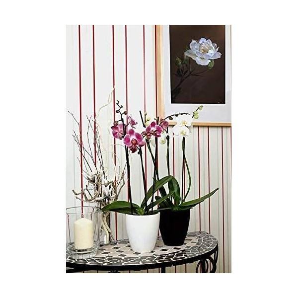 Or Brun - Or Brun-terreau Orchidees 4l - Image 4