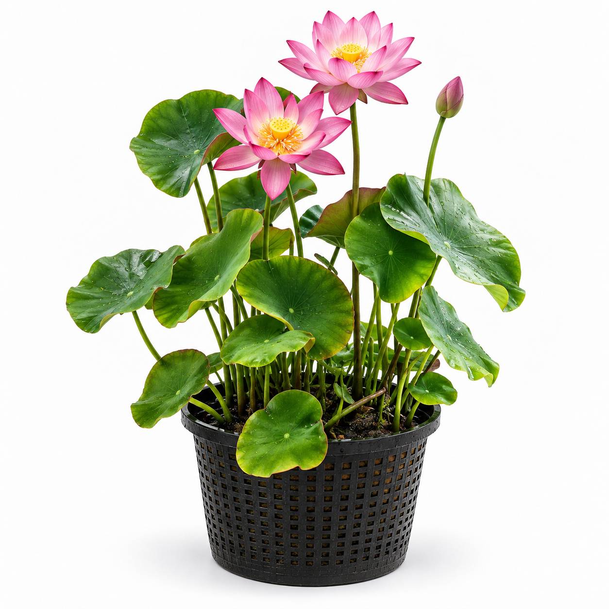 Lotus rose - Nelumbo - Image 1