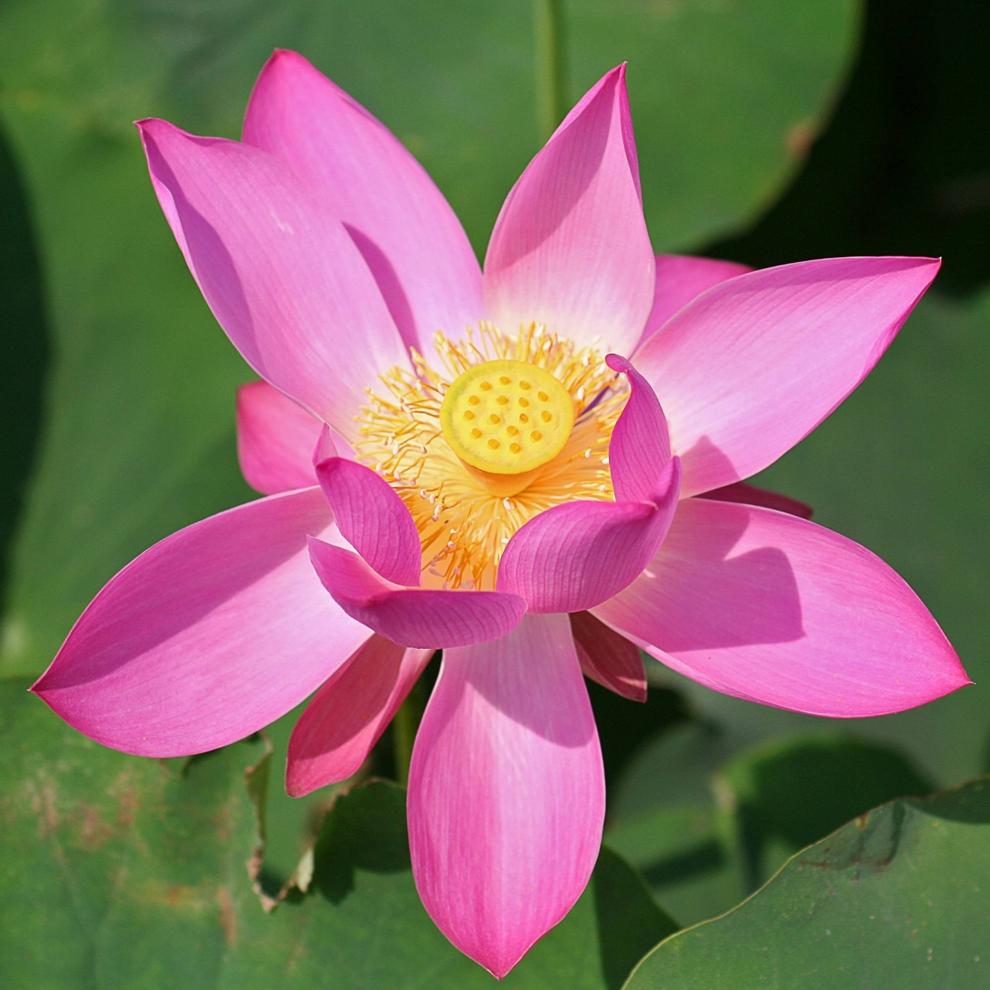 Lotus rose - Nelumbo - Image 3