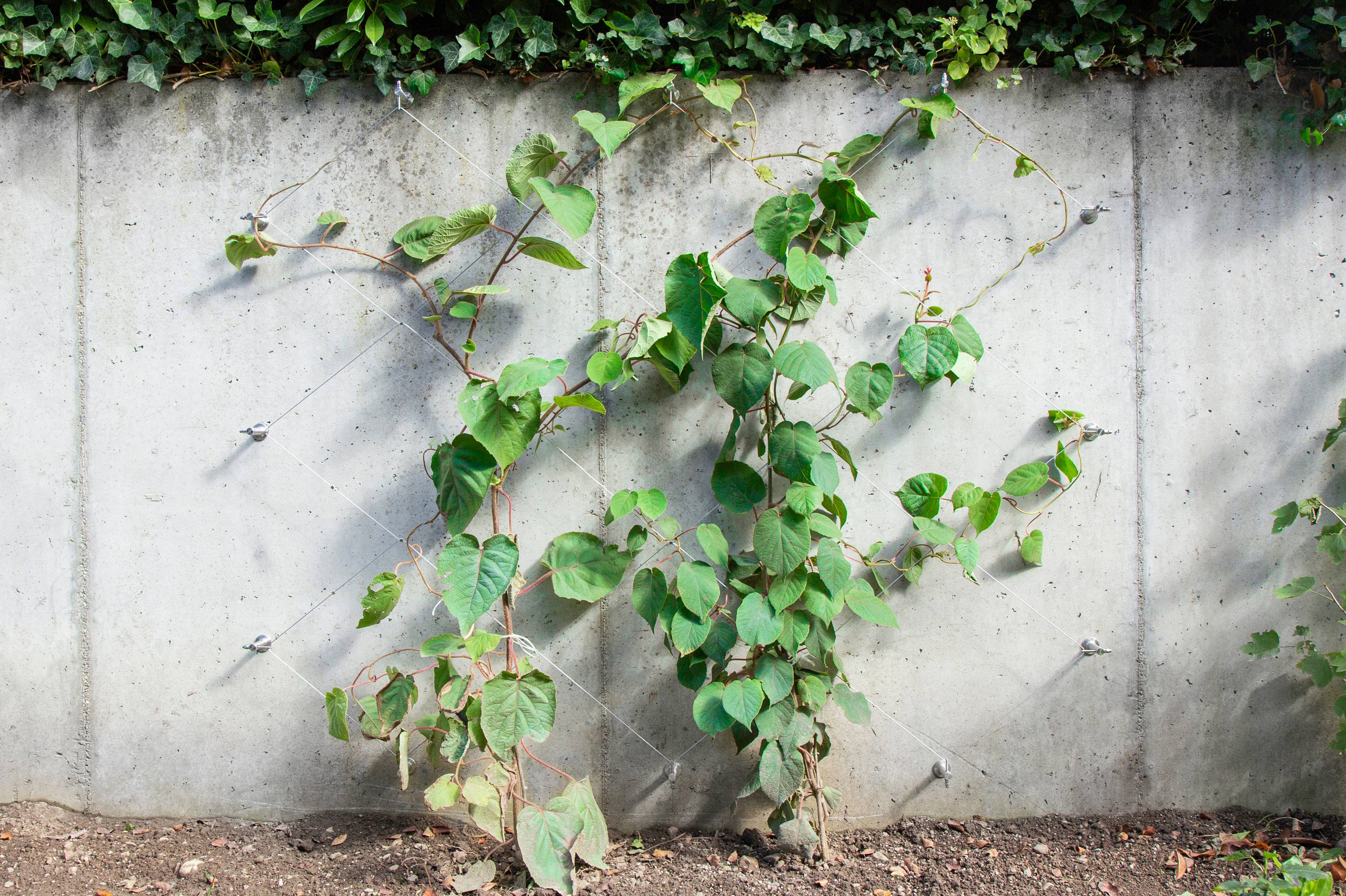 Autre - Support plantes grimpantes 2 positions treillis acier inoxydable Greenkit Net Jakob Rope Systems - Image 4