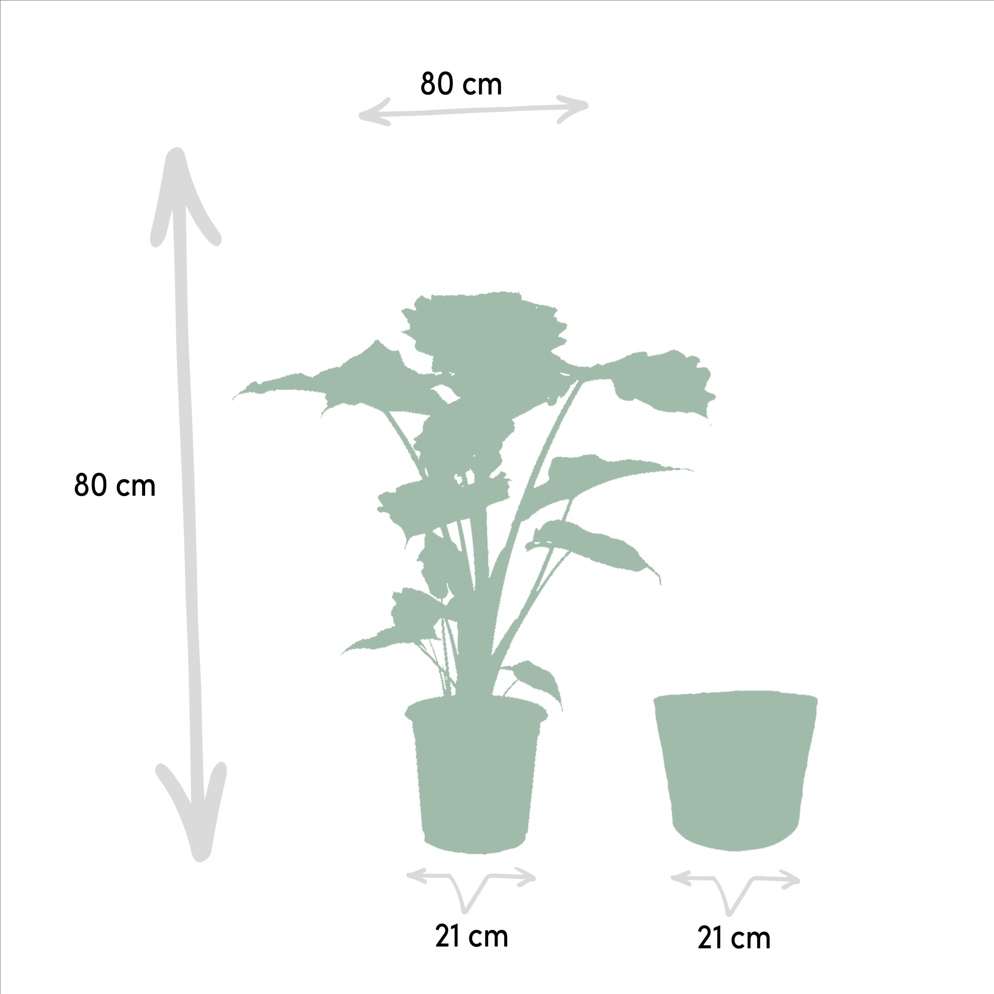 La Green Touch - Alocasia Portodora et son panier en osier 80cm - Plante d'intérieur- La Green Touch - Image 5