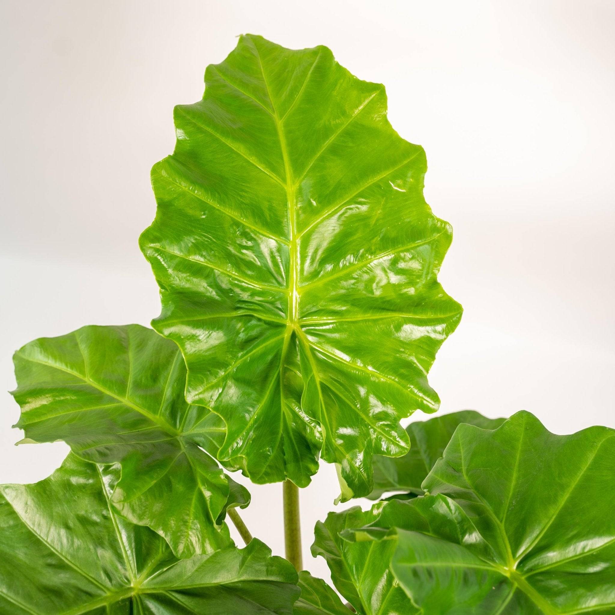 La Green Touch - Alocasia Portodora et son panier en osier 80cm - Plante d'intérieur- La Green Touch - Image 4