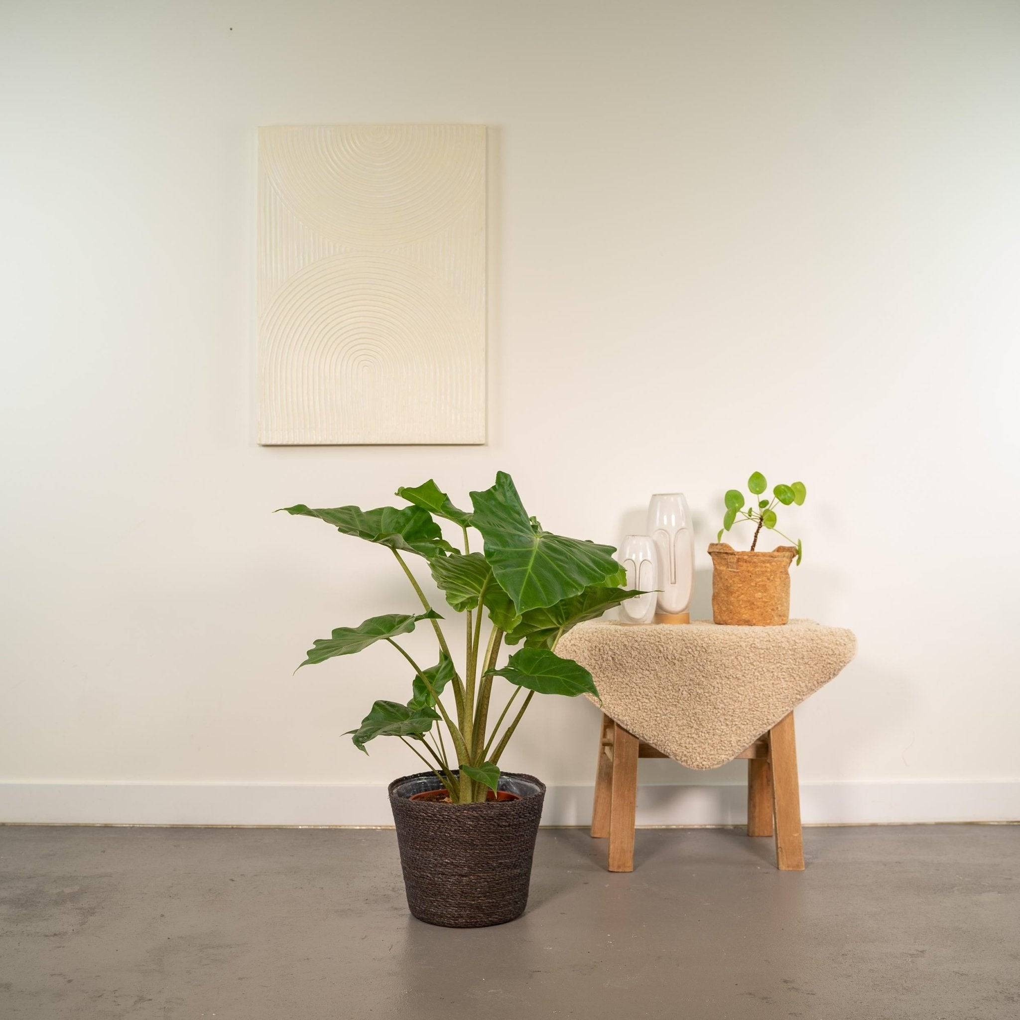 La Green Touch - Alocasia Portodora et son panier en osier 80cm - Plante d'intérieur- La Green Touch - Image 3