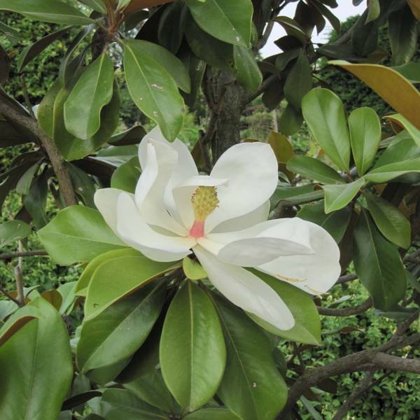 Promesse de Fleurs - Magnolia grandiflora Galissonière Pot de 7,5L/10L - Image 1