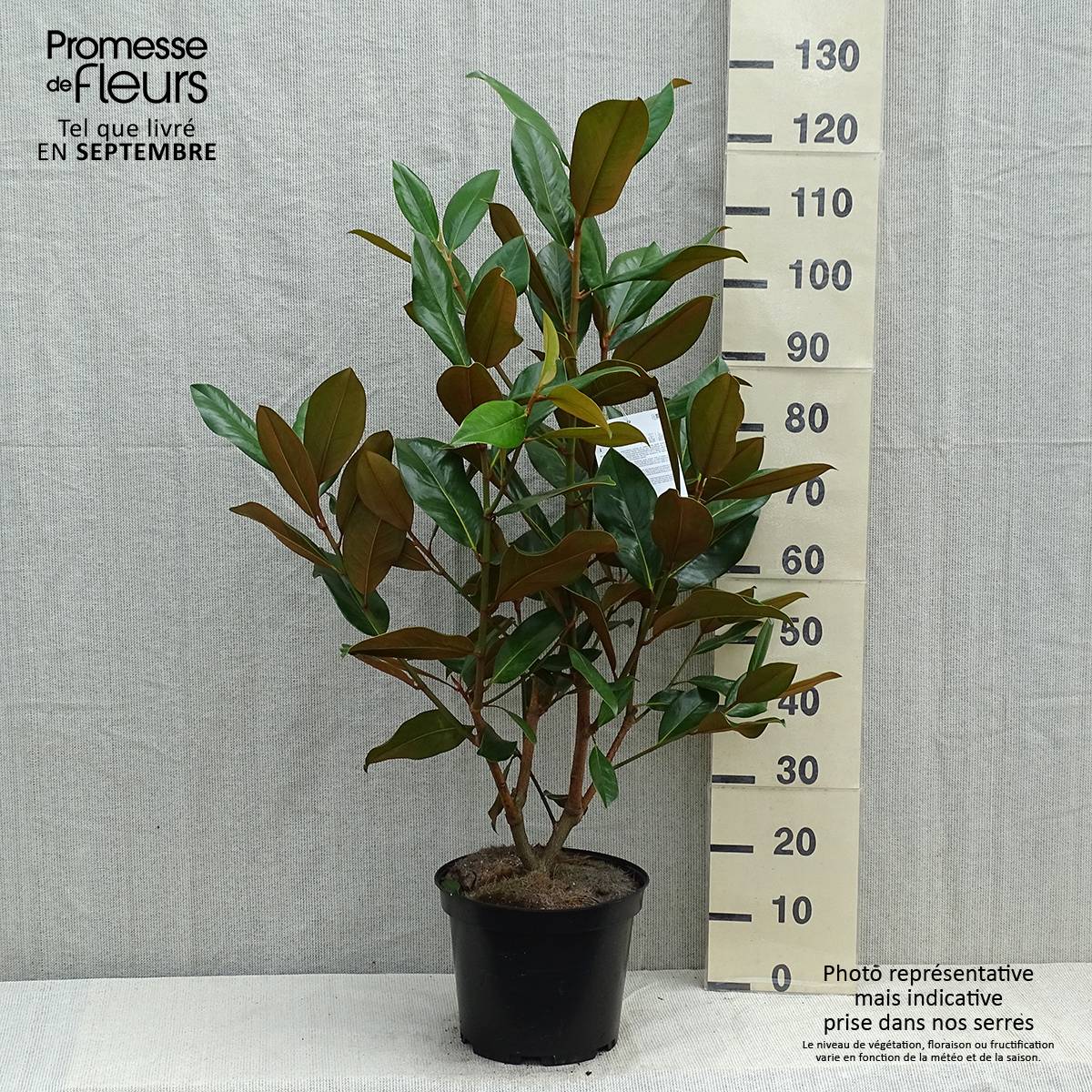 Promesse de Fleurs - Magnolia grandiflora Galissonière Pot de 7,5L/10L - Image 2