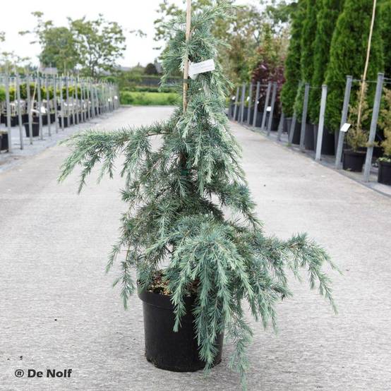 Cèdre de l'Himalaya Feeling Blue - Cedrus deodara Pot de 3L/4L - Image 1