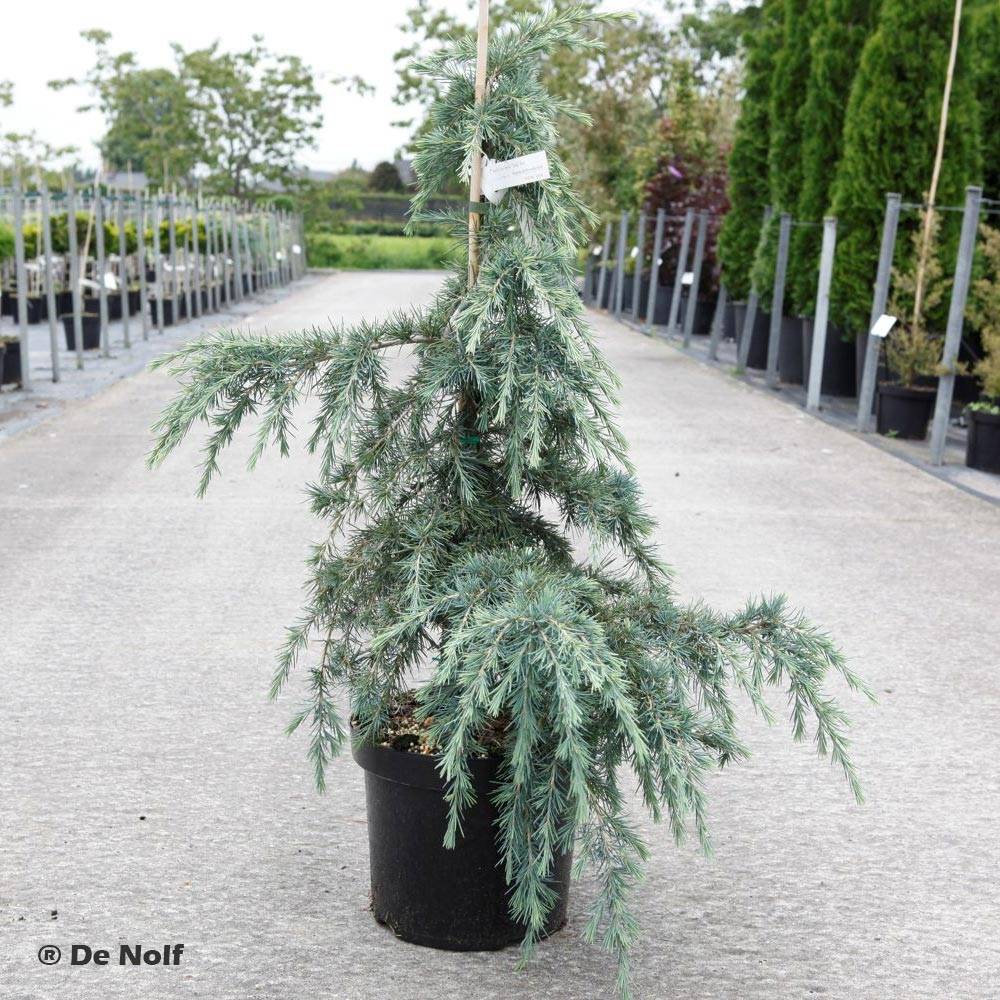 Cèdre de l'Himalaya Feeling Blue - Cedrus deodara  Pot de 3L/4L - Image 1