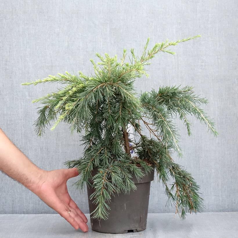 Cèdre de l'Himalaya Feeling Blue - Cedrus deodara  Pot de 3L/4L - Image 2