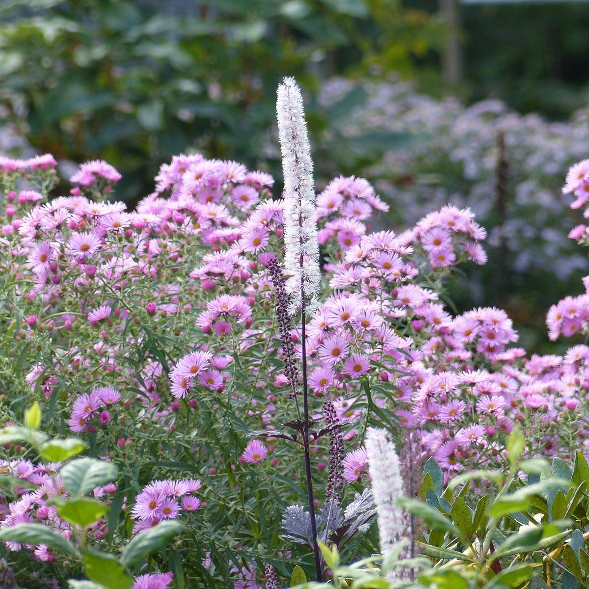 Aster novae-angliae Rosa Sieger - Aster grand d'automne Godet de 7/8 cm