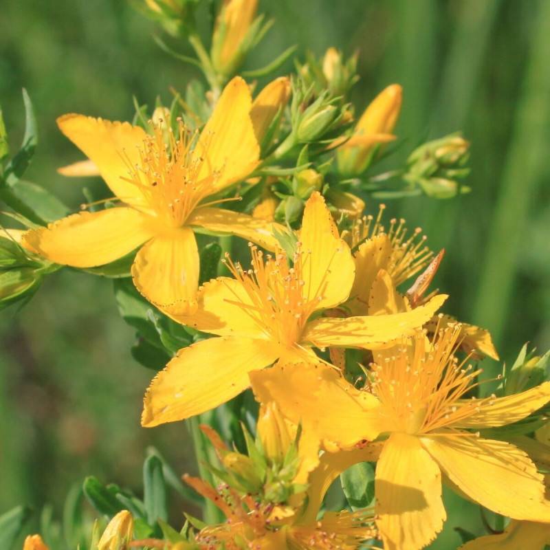 Millepertuis Gemo, Hypericum à fleurs Jaune - feuillage Persistant - Pot de 5L - 40/60 cm-  hauteur à maturité De 1,00 m à 1,50 m - Image 1