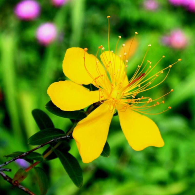 Millepertuis Gemo, Hypericum à fleurs Jaune - feuillage Persistant - Pot de 5L - 40/60 cm-  hauteur à maturité De 1,00 m à 1,50 m - Image 5