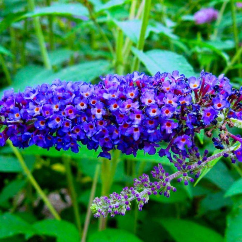 Arbre aux papillons 'Empire Blue' (Buddleja davidii 'Empire Blue') - Godet - Taille 20/40cm - Pépinières Naudet - Image 1