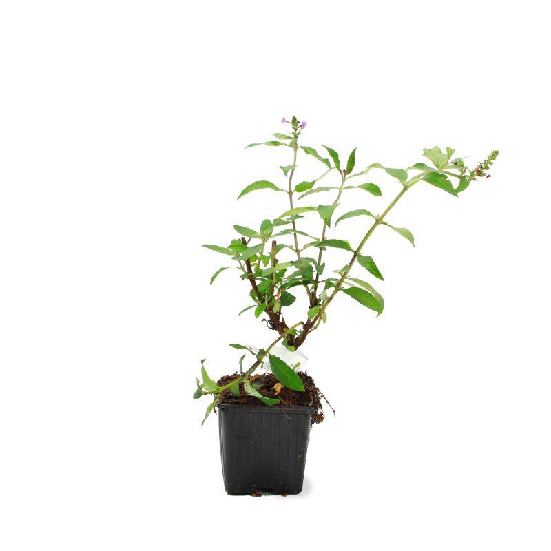 Arbre aux papillons 'Empire Blue' (Buddleja davidii 'Empire Blue') - Godet - Taille 20/40cm - Pépinières Naudet - Image 2