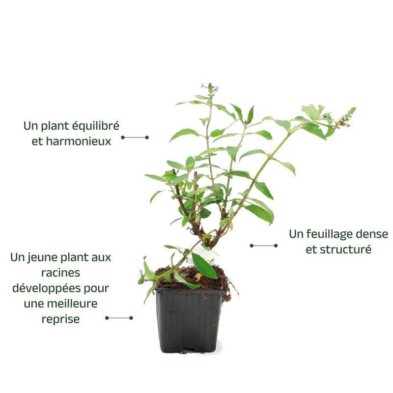 Arbre aux papillons 'Empire Blue' (Buddleja davidii 'Empire Blue') - Godet - Taille 20/40cm - Pépinières Naudet - Image 3