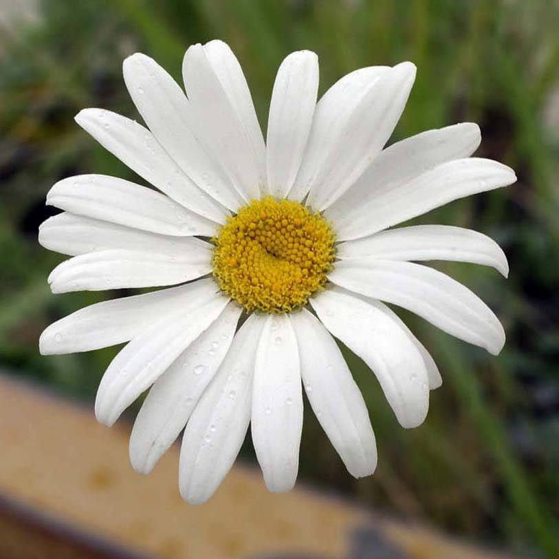 Promesse de Fleurs - Leucanthemum maximum Etoile d'Anvers - Grande marguerite Godet de 7/8 cm