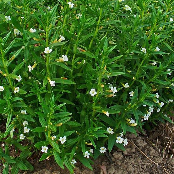 Promesse de Fleurs - Gratiole officinale - Gratiola officinalis Godet de 8/9 cm