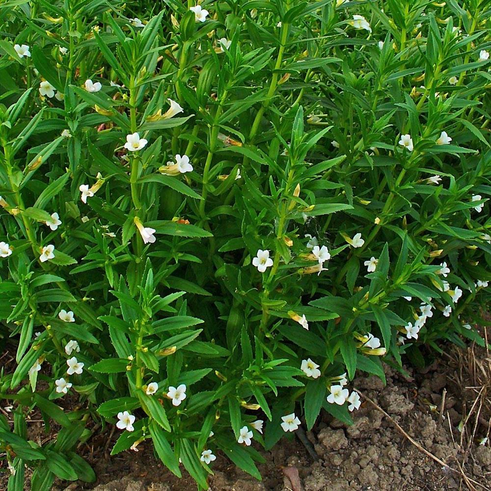 Promesse de Fleurs - Gratiole officinale - Gratiola officinalis Godet de 8/9 cm