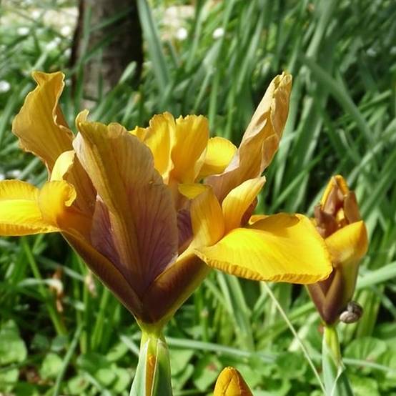 Promesse de Fleurs - Iris de Hollande Bronze Perfection Bulbe calibre 8+ (par 15)
