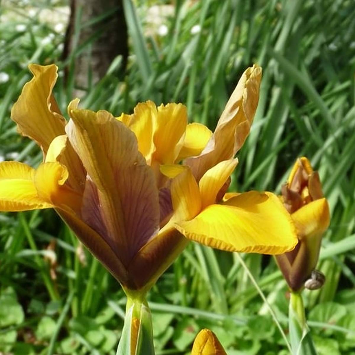 Promesse de Fleurs - Iris de Hollande Bronze Perfection Bulbe calibre 8+ (par 15)