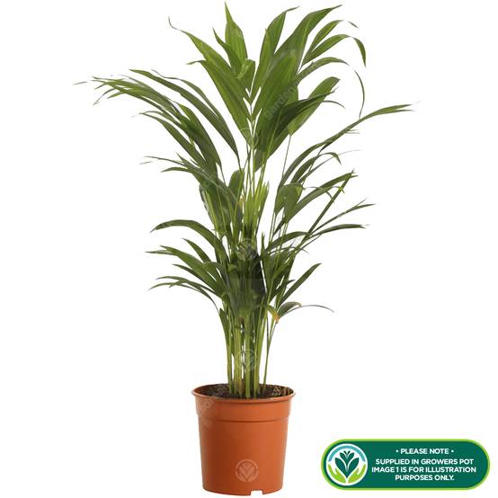 Gardenersdream - Cane D'Or Palmier Papillion – Plante Ornemental En Pot Pour Bureaux 20-30 Cm - GardenersDream - Image 2