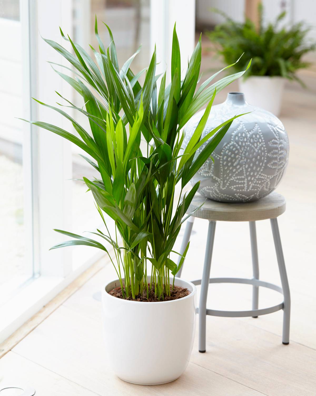 Gardenersdream - Cane D'Or Palmier Papillion – Plante Ornemental En Pot Pour Bureaux 20-30 Cm - GardenersDream - Image 1