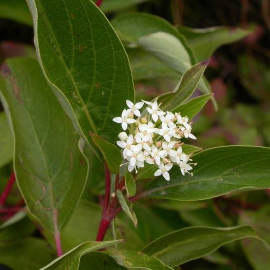 Promesse de Fleurs - Cornus sericea Kelseyi - Cornouiller stolonifère Godet de 8/9 cm - Image 1