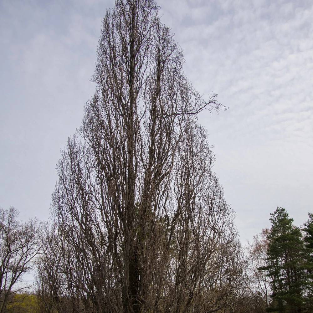 Chêne pédonculé fastigié Koster, Quercus robur - Pot de 15L - Baliveau - Image 1