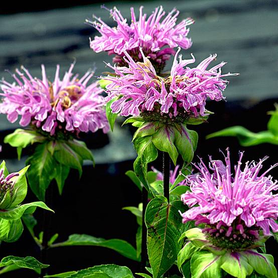 Monarde Melissa - Bergamote Godet de 8/9 cm