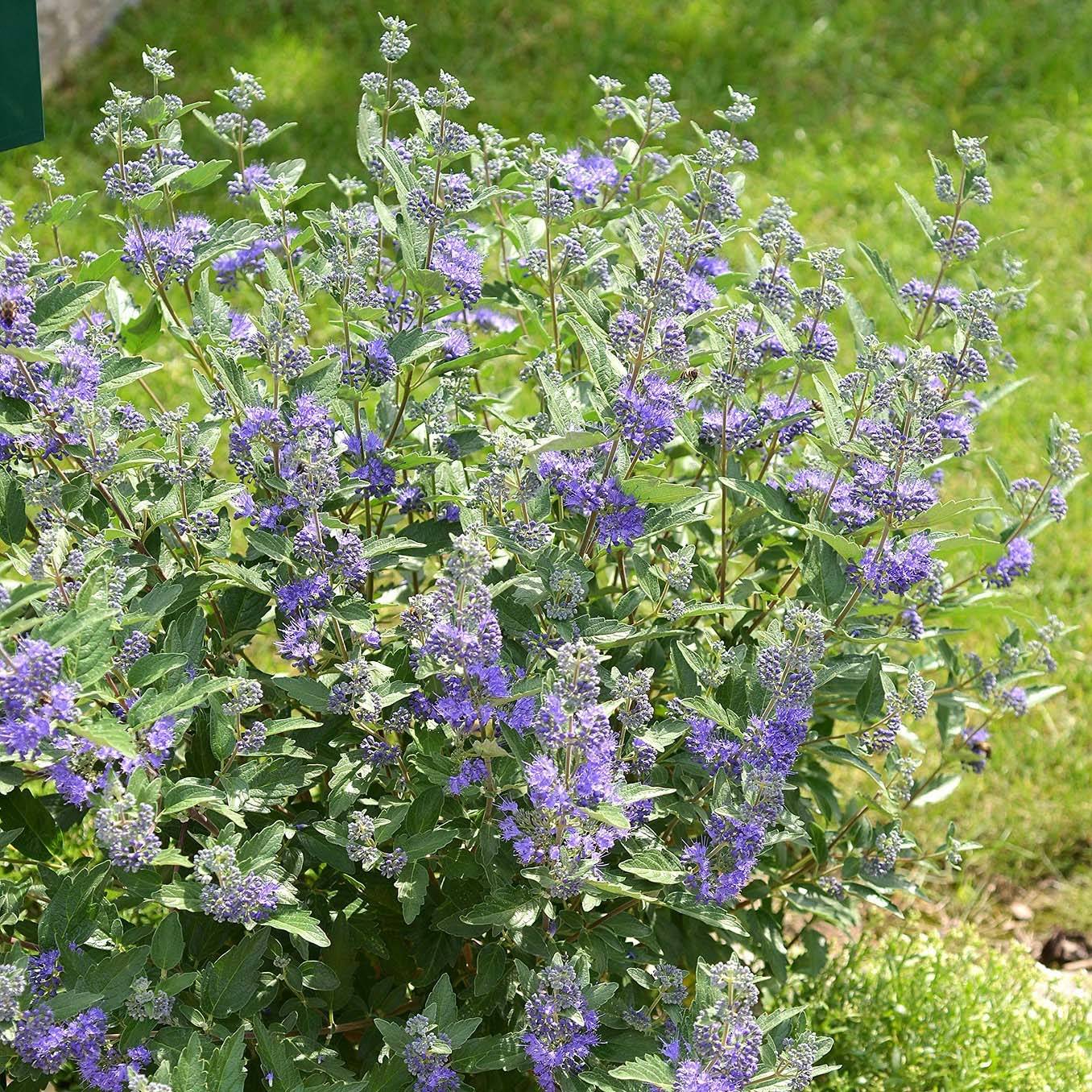 Promesse de Fleurs - Caryopteris clandonensis Blue Balloon - Spirée bleue Pot de 2L/3L - Image 1
