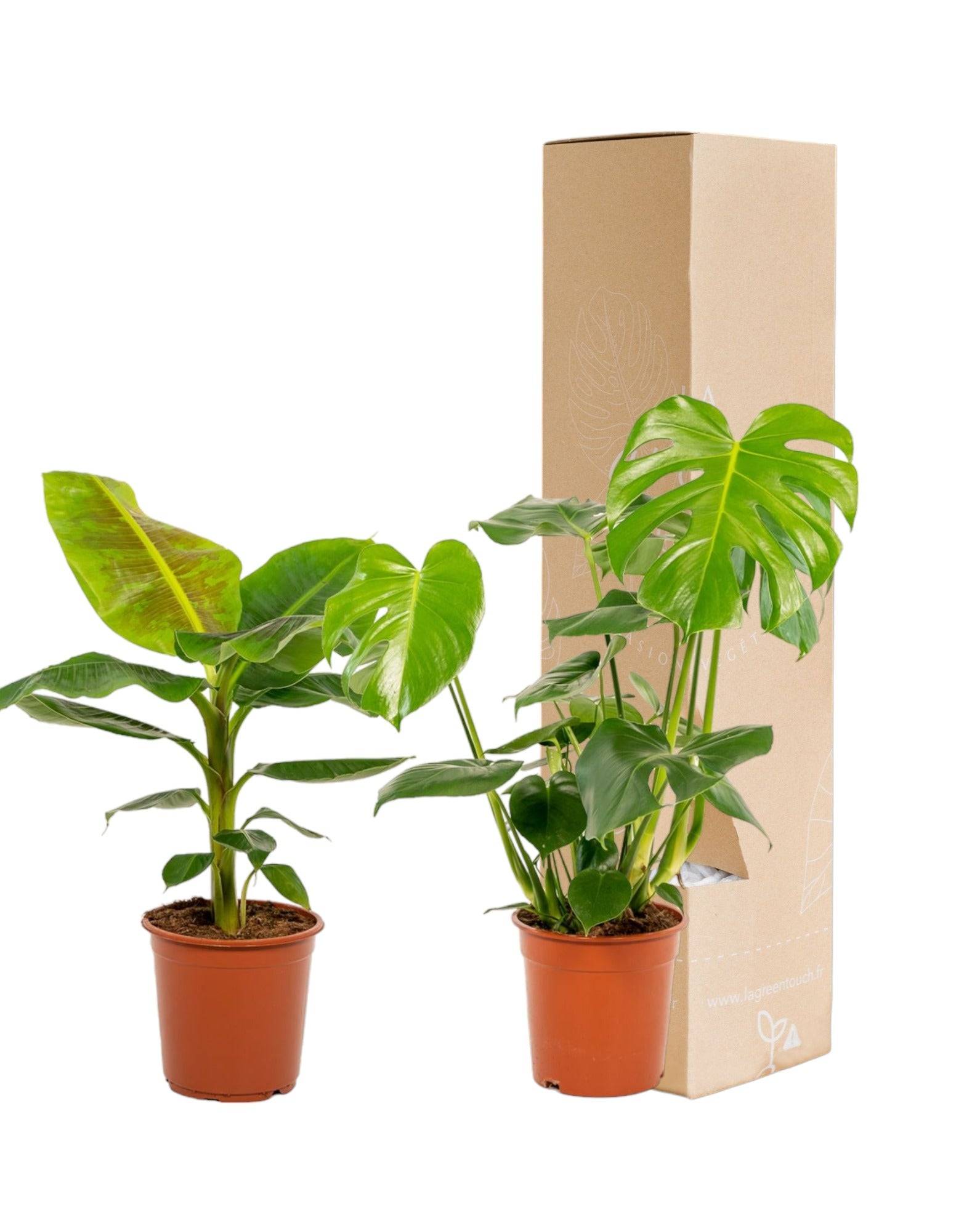 Coffret Monstera Deliciosa, Bananier Musa - Lot de 2 plantes 90cm - Plante d'intérieur- La Green Touch - Image 2