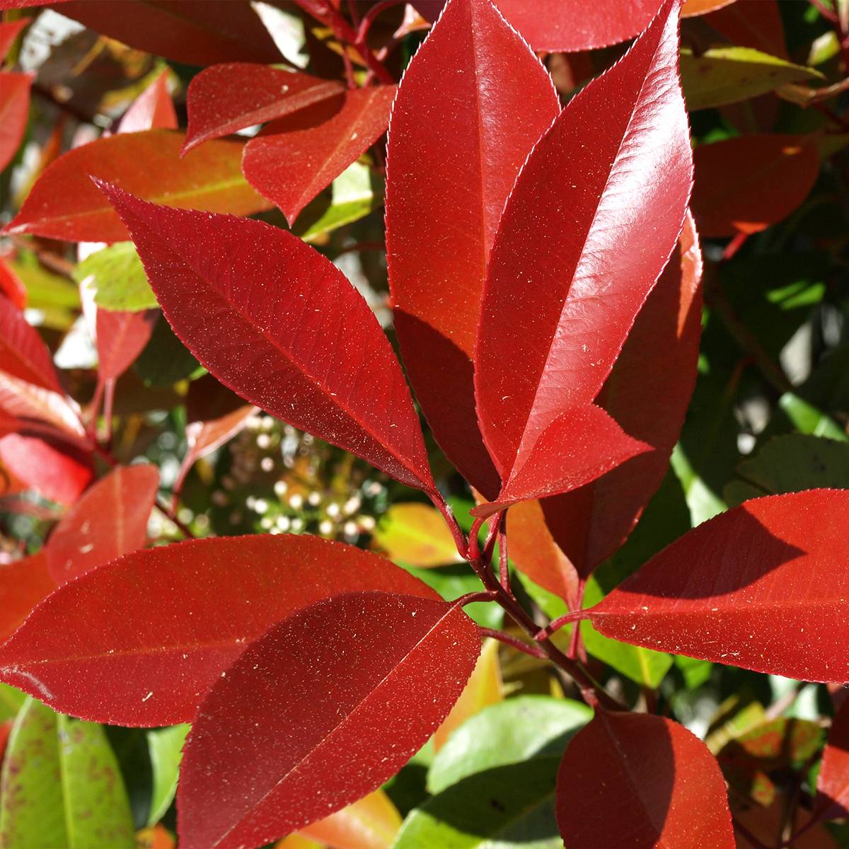 Promesse de Fleurs - Photinia fraseri Dynamo Red Godet de 8/9 cm