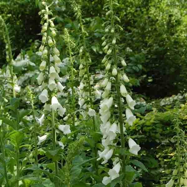 Digitalis purpurea Alba - Digitale pourpre Blanche. Godet de 8/9 cm