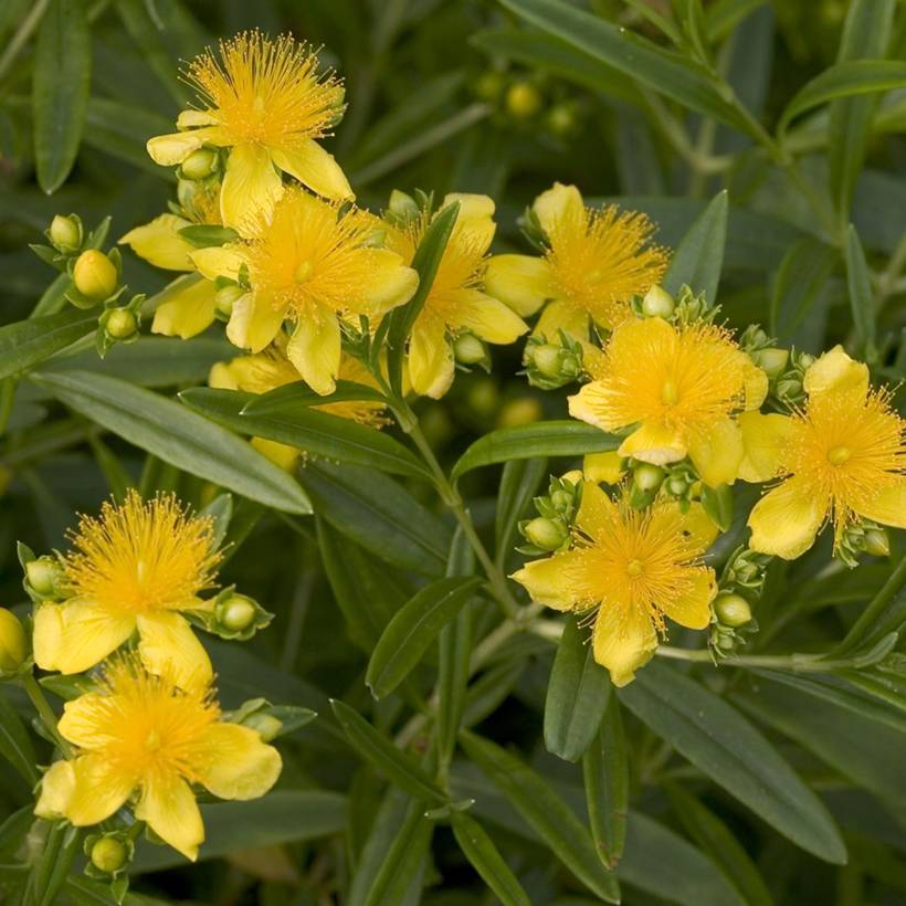 Promesse de Fleurs - Millepertuis - Hypericum kalmianum Sunny Boulevard Pot de 2L/3L - Image 1