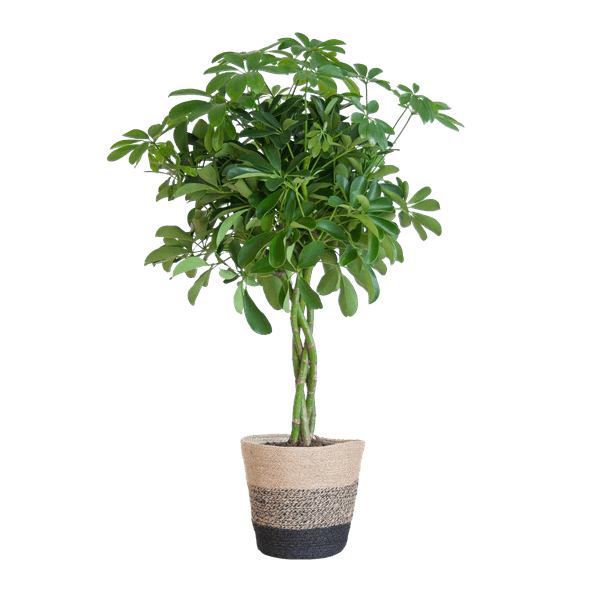 La Green Touch - Schefflera Nora et Son Pot - H70cm - Image 7