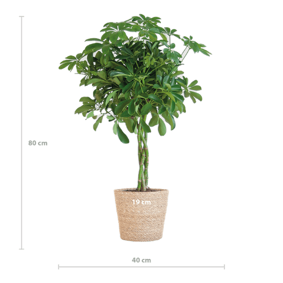 Schefflera Nora et Son Pot - H70cm - Image 3