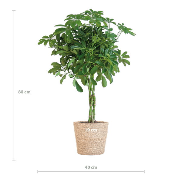Schefflera Nora et Son Pot - H70cm - Image 3
