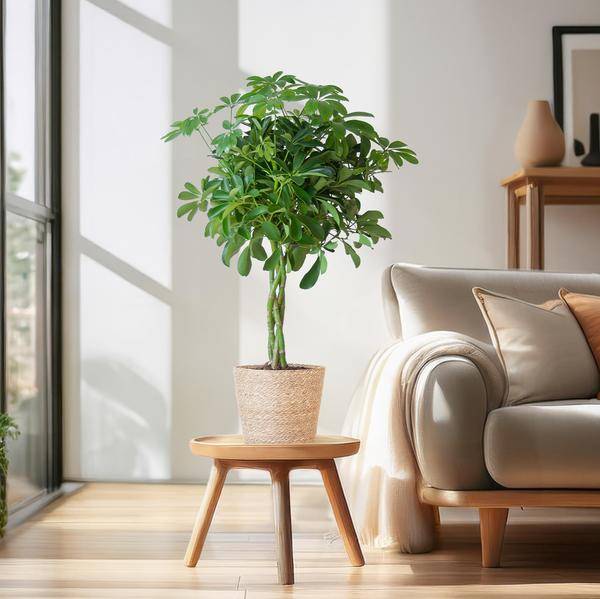 Schefflera Nora et Son Pot - H70cm - Image 1
