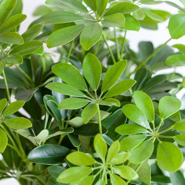 La Green Touch - Schefflera Nora et Son Pot - H70cm - Image 6