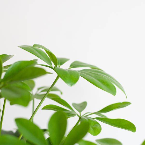Schefflera Nora et Son Pot - H70cm - Image 5