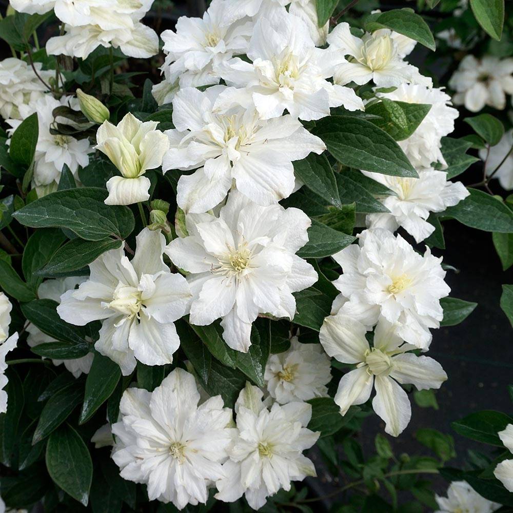 Clématite - Clematis diversifolia White Arabella Pot de 2L/3L