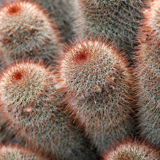 Promesse de Fleurs - Cactus Mammillaria spinosissima f. rubrispina Mini-plante