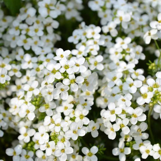 Graines d'Alysse odorant Sweet White - Lobularia maritima le sachet de 6400 graines environ (3g)